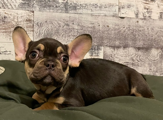 chocolate and tan male frenchie puppy