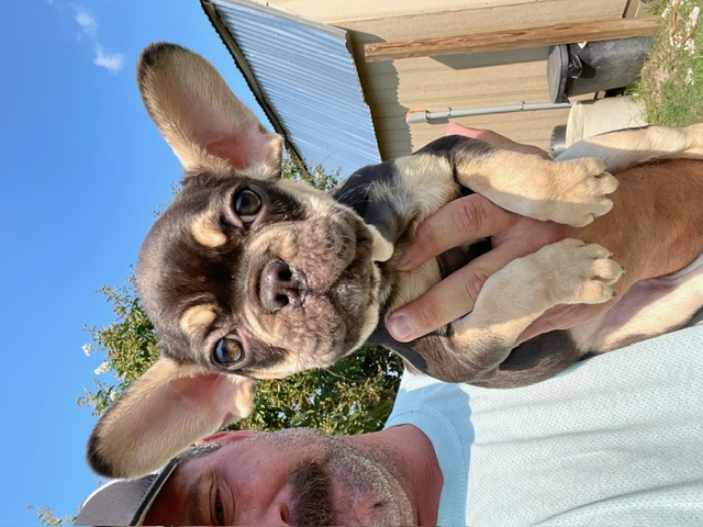 chocolate and tan male frenchie puppy